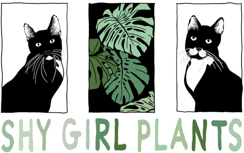 Shy Girl Plants